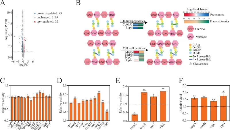 Proteomic analysis elucidated the mechanisms underlying the improved enzyme activity and glutamate production. (A) Differentially expressed genes in the △mtrAB strain compared with the WT strain. (B) Transcriptional and protein level changes in cell wall biosynthesis pathways in the △mtrAB strain co