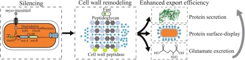 Engineering MtrAB two-component system enhances protein and
