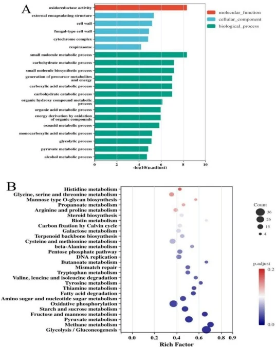 Functional enrichment analysis of differentially expressed genes in S. cerevisiae C12. (A) Top 20 enriched Gene Ontology terms. (B) Top 30 enriched KEGG pathways. In the bubble chart (B), circle size scales with the number of enriched DEGs in the pathway; colour denotes the enrichment q-value (gradi