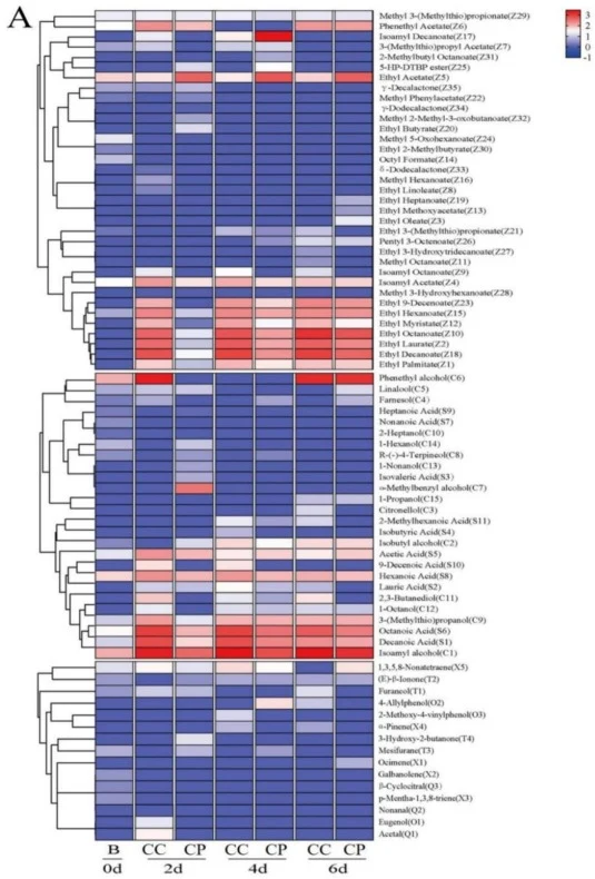 Analysis of VFC dynamics during CC and CP groups fermentation. Samples were designated as [group][day] (e.g., CC1, CP2). (A) Heatmap of VFC composition and abundance (2-octanol equivalents). (B) Violin plots of VFC categories. (C) Principal component analysis (PCA). (D) Hierarchical clustering heatm