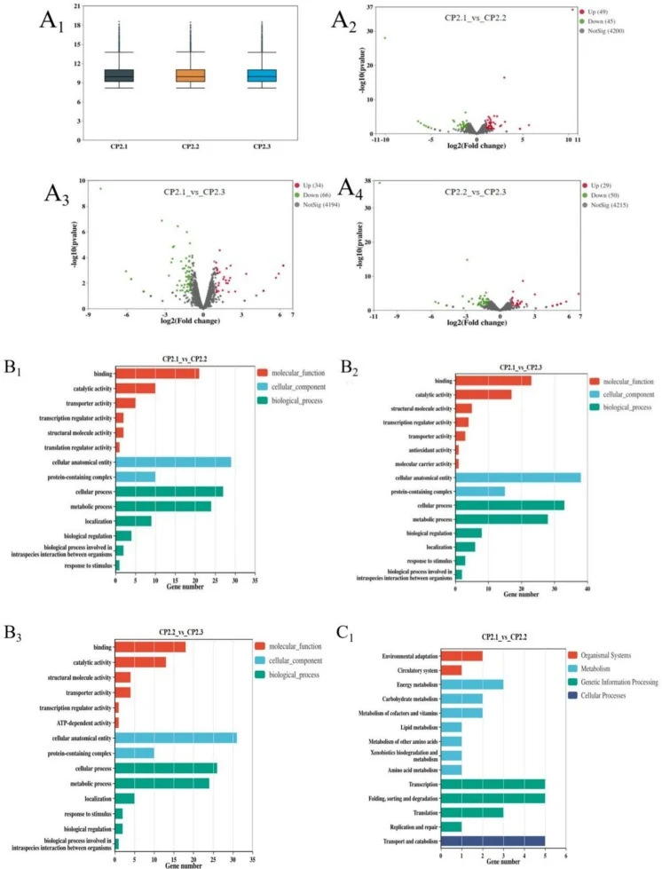 Transcriptomic analysis and functional annotation of H. uvarum P15. Samples analysed: CP2.1, CP2.2, and CP2.3 (three biological replicates of the CP group at day 2 of fermentation). (A1) Gene expression distribution. (A2) Differentially expressed genes (DEGs): CP2.1 vs CP2.2. (A3) DEGs: CP2.1 vs CP2