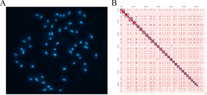 Chromosome number and chromosome-scale assembly of the sacha inchi genome. (A) Chromosomes stained with DAPI. Bar = 5 μm. The chromosome number of sacha inchi is 2x = 58. (B) Genome-wide Hi-C heat map.
