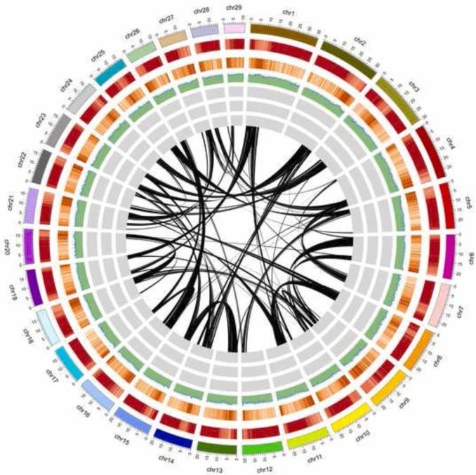 Genome-wide Circos plot of sacha inchi. Tracks from outermost to innermost: 29 chromosome physical scales, repetitive sequence distribution, protein-coding gene density, genomic GC content, chromosomal locations of small RNAs (miRNA/tRNA/snRNA), and intragenomic collinear syntenic blocks.