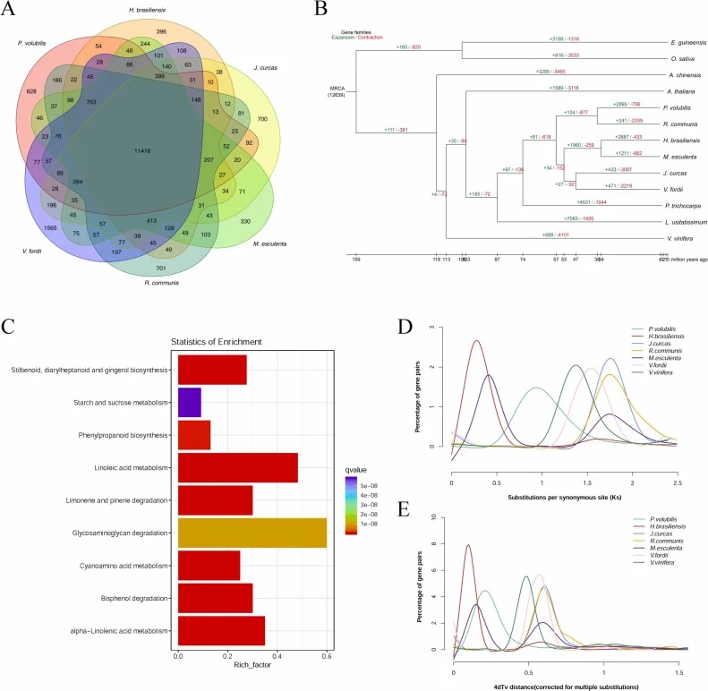 Genome evolution analysis of sacha inchi. (A) Venn diagram of orthologous gene families of sacha inchi and other Euphorbiaceae plants. (B) Phylogeny and divergence time estimation by molecular clock analysis. The number at the root represents the divergence time. The values above each branch denote