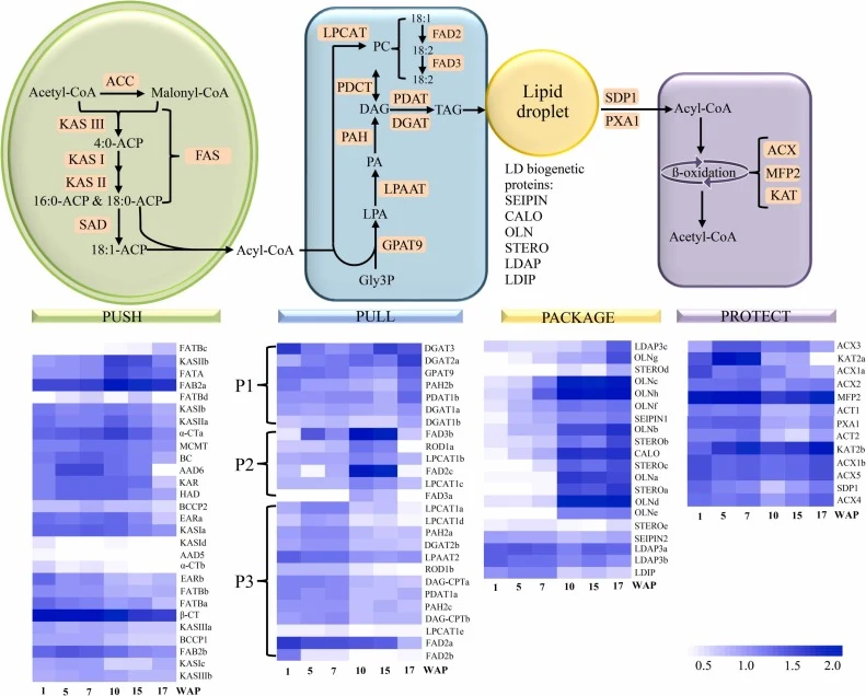 Expression profiles of oil biosynthesis-related genes in sacha inchi seeds. The color scale at the bottom shows log10 (RPKM+1) values. In the Push module, BCCP1, Biotin Carboxyl Carrier Protein of Heteromeric ACCase 1; BCCP2, Biotin Carboxyl Carrier Protein of Heteromeric ACCase 2; BC, Biotin Carbox