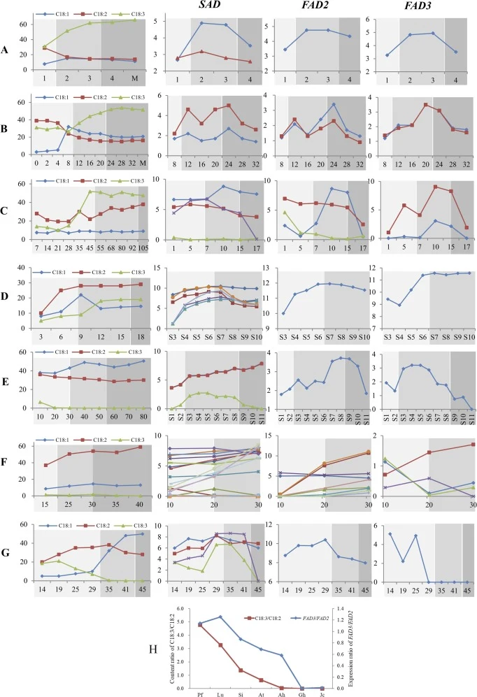 Relationships between the contents of C18:1, C18:2 and C18:3 FAs and the expression levels of genes encoding SAD, FAD2 and FAD3. (A) P. frutescens. (B) L. usitatissimum. (C) Sacha inchi. (D) A. thaliana. (E) A. hypogaea. (F) G. hirsutum (G) J. curcas. (H) Positive correlation between the FAD3/FAD2 e