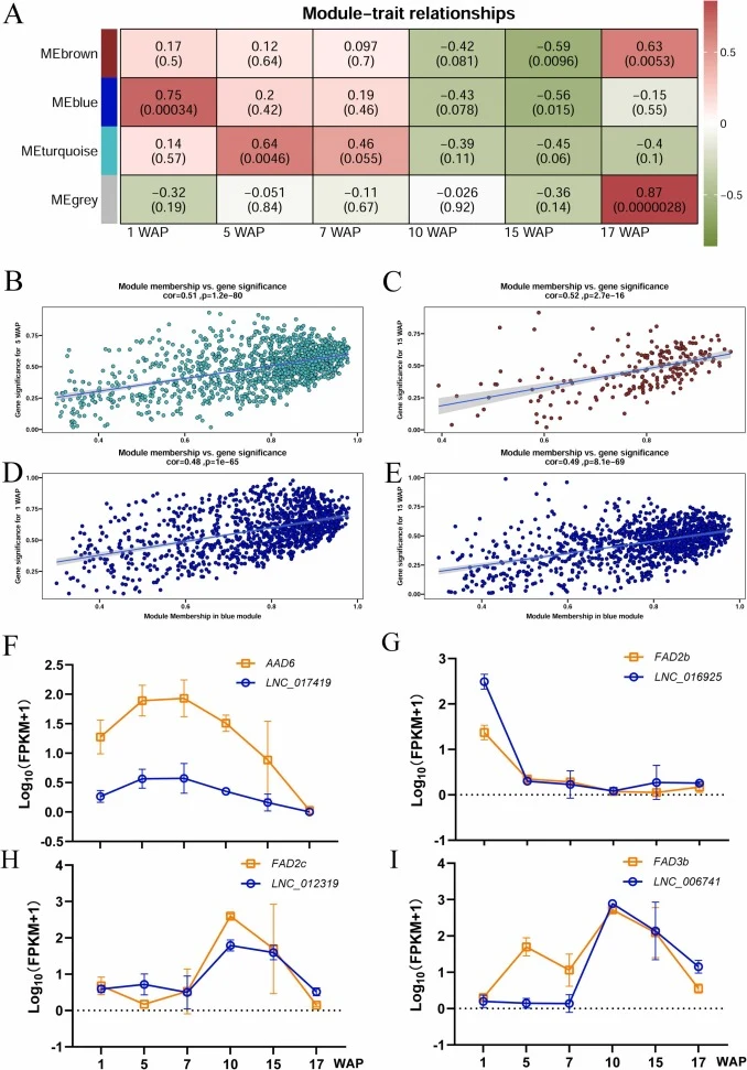 WGCNA identifies stage-specific ALA-associated lncRNA modules and representative lncRNAs co-expressed with core fatty acid desaturase genes. (A) Heatmap of module-trait correlations between four lncRNA co-expression modules and six seed developmental stages (1, 5, 7, 10, 15, 17 WAP). Values within e