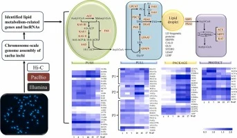 Chromosome-scale genome assembly and integrated transcriptom