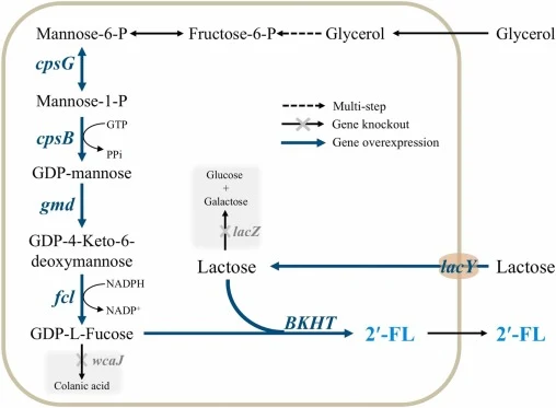 Overview of the 2′-FL biosynthetic pathway in engineered E. coli MG1655. Abbreviations: lacZ, encoding β-galactosidase; lacY, encoding lactose permease; wcaJ, encoding UDP-glucose lipid carrier transferase; cpsG, encoding phosphomannomutase; cpsB, encoding mannose−1-phosphate guanylyltransferase; gm
