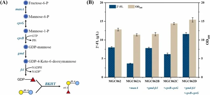 Enhancement of GDP-L-fucose biosynthesis pathway for improved 2′-FL production. (A) Schematic diagram of the endogenous GDP-L-fucose de novo biosynthesis pathway from fructose−6-phosphate. (B) 2′-FL production (g/L) and OD600 of strains with enhanced expression of manA, cpsG-cpsB, and/or gmd-fcl in
