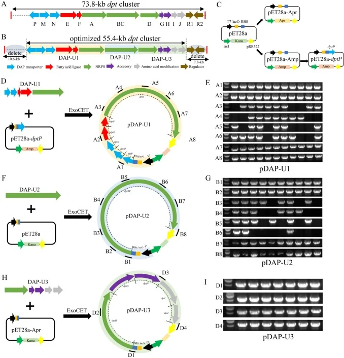 Rational design and module construction of the dpt cluster. (A) Overview of the original 73.8-kb dpt cluster. (B) The optimized 55.4-kb dpt cluster. A total of 18.4-kb of unnecessary genes, including transcriptional regulatory factors (dptR1 and dptR2) and other genes of unknown function from S. ros