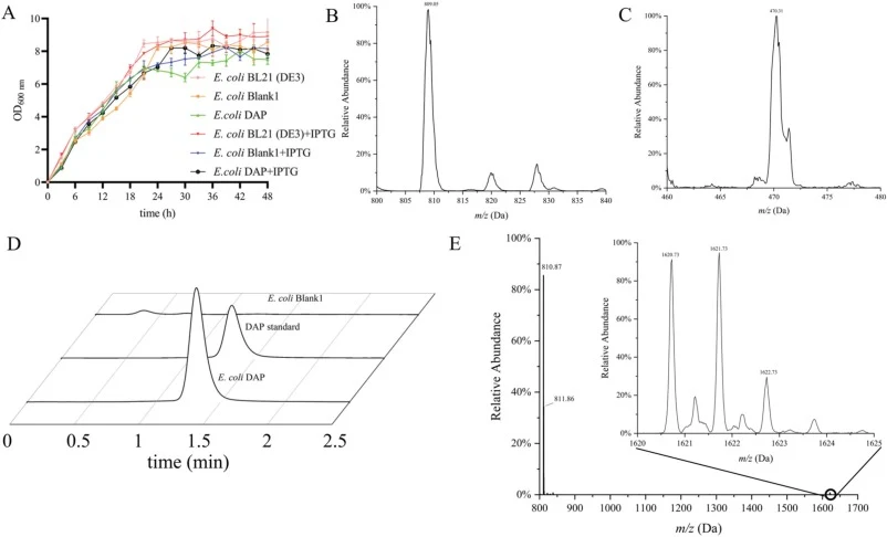 Quantitative detection of DAP prokaryotic production using multiple reaction monitoring. (A) Growth curves were established for E. coli BL21(DE3) strains harboring dpt cluster plasmids under different culture conditions. The plasmid-bearing strains E. coli Blank1 and E. coli DAP were maintained in T