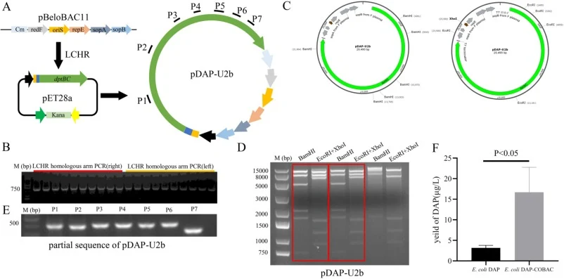 Construction of a stable DAP production system. (A) The 5 kb pET28a expression vector was replaced with the 8 kb pBeloBAC11 expression vector using LCHR. (B) PCR verification of the homologous arm sequences of the plasmid pDAP-U2b. (C) Restriction mapping of the DAP expression plasmid pDAP-U2b was p