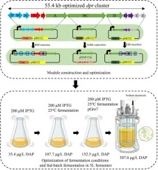 De novo biosynthesis of daptomycin through module constructi