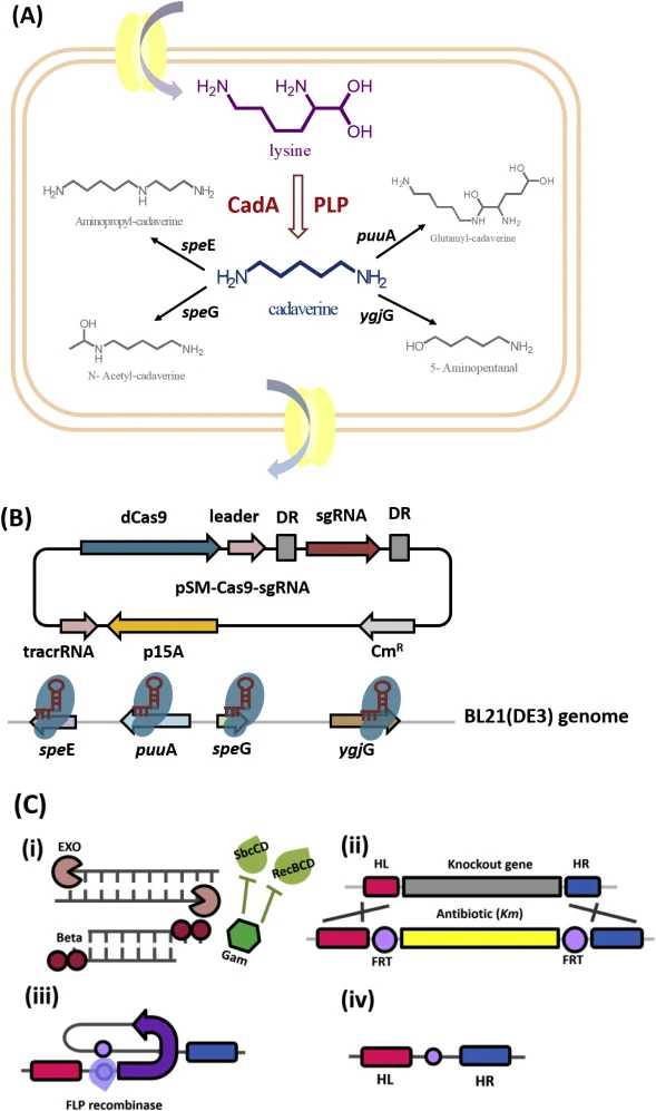(A) Schematic diagram of DAP metabolic pathway in E. coli. The lysine was used as precursor and catalyzed by CadA enzyme and PLP co-factor. The produced DAP will be consumed by genes speE, puuA, speG and ygjG. Enzymes encoded by gene shown are as follows: cadA, lysine decarboxylase; speE, putrescine