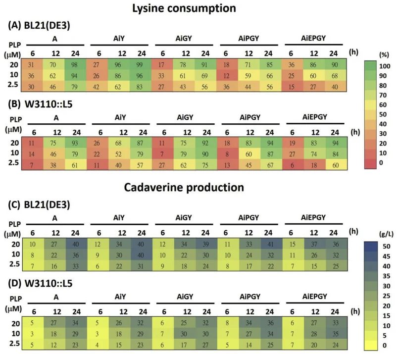 The PLP effect in different gene repression by CRISPRi plasmids for in vivo lysine consumption and DAP production in BL21(DE3) and W3110::L5. Three different PLP concentrations were tested including 2.5, 10 and 20 μM. The 50 g/L lysine and 0.1 mM IPTG were added at 3 h. (A, B) Lysine consumption and
