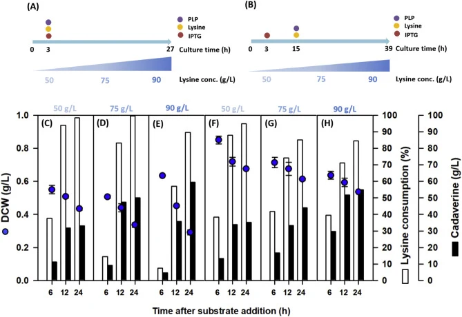 The effect of lysine concentration and supplying time in the in vivo DAP production by strain BT7AiY. (A) The lysine, PLP and IPTG were added simultaneously at 3 h and further cultured to 27 h. (B) The IPTG was added at 3 h while lysine and PLP were supplied by extending 12 h after IPTG (i.e., 15 h