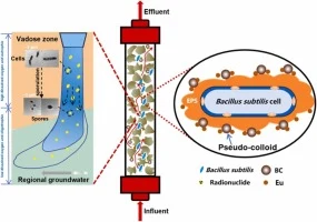 Bacillus subtilis morphology and bentonite colloids govern E