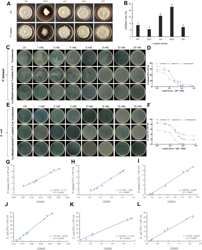 Characterization of P. ostreatus Noxs mutants in response to Pseudomonas tolaasii (the causal agent of bacterial brown blotch disease, BBD) and validation of the antimicrobial potential of PoNoxA-related metabolites. (A) Mycelial growth and (B) inhibition rate of the WT and four Noxs mutants after t