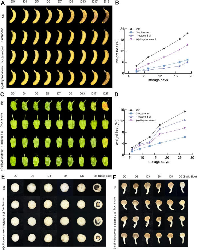 Preservation effectiveness of antimicrobial compounds produced by strain N1O against P. tolaasii. (A, C, E, F) Images of bananas (A), peppers (C), button mushroom (Agaricus bisporus) (E), and oyster mushroom (P. geesteranus) (F) treated with three antimicrobial compounds—3-octanone (4.0 mM), 1-octen
