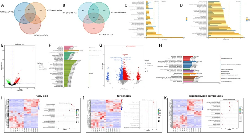 Expression analysis of genes, metabolites in PoNoxA overexpression (N1O) induced by BBD pathogen Pseudomonas tolaasii. (A-B) Venn diagram showing the overlap between sets of differentially expressed genes (DEGs) and DEMs among the wild-type (WT) and N1O strains, respectively, both before (CK) and af