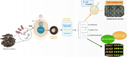 PoNoxA mediates the crosstalk between fungal immune signalin