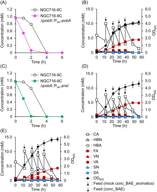 Effect of HBA hydroxylase gene expression on VA production. The expression of either pobA (A) or praI (B) was evaluated using the resting cell assay. NGC716-9CΔpobA::P tac -pobA (C) and NGC716-9CΔpobA::P tac -praI (D) were cultured, separately, in 10 mL of MMx-3[mock conc_BAE_aromatics + mock OA]. M
