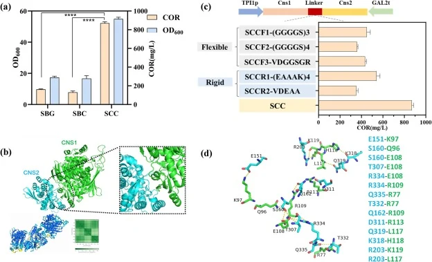 工程酿酒酵母中的COR生产。(a) SBG、SBC和SCC菌株的COR滴度与生物量。(b) 使用AlphaFold3预测的Cns1-Cns2复合物结构模型。(c) 柔性及刚性连接子融合对COR生产的影响。(d) Cns1-Cns2界面的极性相互作用图。