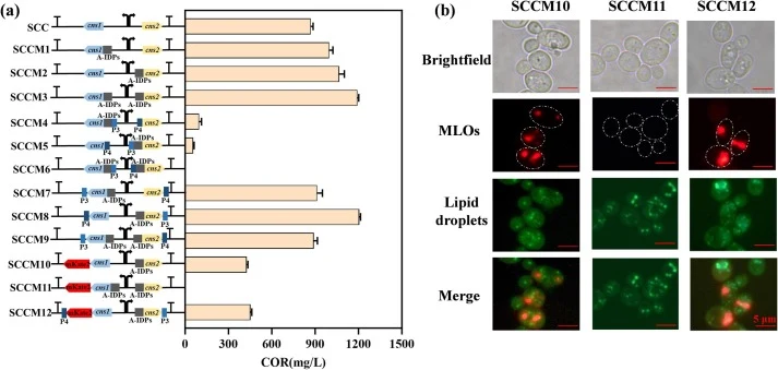 Engineering synthetic MLOs for enhanced COR biosynthesis. (a) Design of recombinant strains with A-IDPs and/or P3/P4 orthogonal coiled-coil peptides and their corresponding COR production titers. (b) Fluorescence microscopy of SCCM10, SCCM11, and SCCM12 strains with mKate2-tagged Cns1 and BODIPY-sta