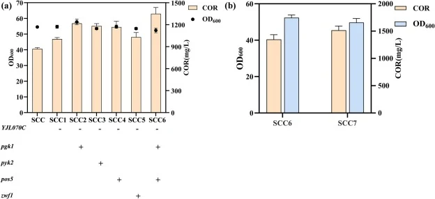 Effects of pathway-level metabolic optimization and MLOs integration on COR production. (a) Effects of individual metabolic modifications on COR production, including deletion of YJL070C and overexpression of pgk1, pyk2, pos5, zwf1, and pgk1 + pos5. (b) Comparison of COR production and biomass betwe