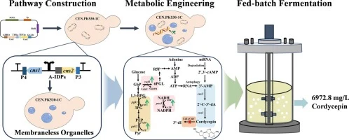 Efficient production of cordycepin in engineered Saccharomyc