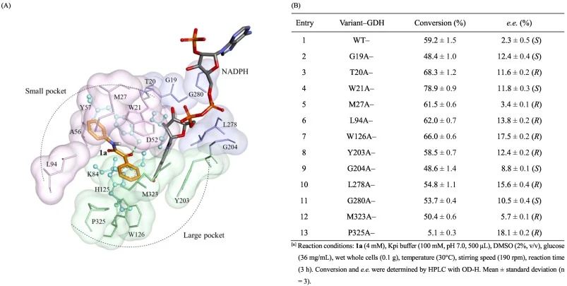 野生型YhdN(PDB: