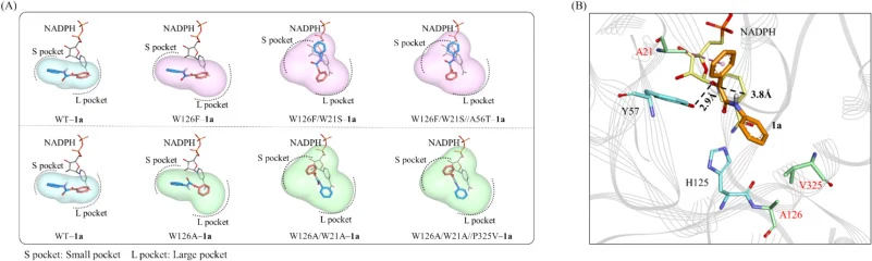 The changes of 1a-enzyme binding conformation from WT to the excellent variants with (S)- and (R)-stereoselectivity, respectively (A). Molecular docking complex between W126A/W21A/P325V with 1a (B). The orange and yellow rods represent 1a and NADPH, respectively. Blue sticks indicate the Y57 and H12