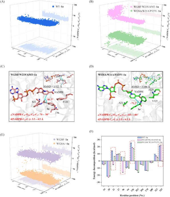 3D plots of the divergence of the ∠NADPH-C4–O10–C8–C5 and the distance d(NADPH-C4–C7) in the complexes of WT–1a (A), W126F/W21S/A56T– and W126A/W21A/P325V–1a (B), respectively. The molecular details of W126F/W21S/A56T–1a (C), and W126F/W21S/A56T–1a (D) and their structure alignments with yhdN WT (to