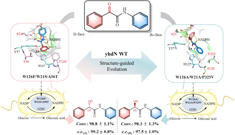 Structure-guided evolution to improve the catalytic performa