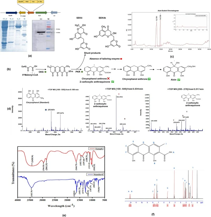 生物化学重构推测的蒽醌生物合成途径揭示OKS与PKR的累积作用;(a) SDS–PAGE和Western blot分析显示用于酶活性测定的重组八酮合酶(OKS)和聚酮还原酶(PKR)蛋白的可溶性表达与纯化;