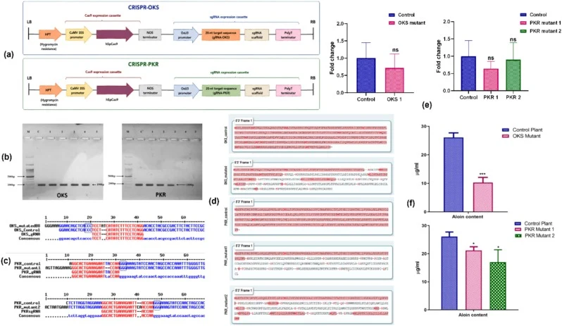CRISPR/Cas9-based validation of OKS and PKR involvement in aloin biosynthesis in Aloe vera. (a) Linear maps of the pRGEB31-based CRISPR/Cas9 constructs developed for targeted genome editing of OKS and PKR. The T-DNA region between the left border (LB) and right border (RB) contains the hygromycin re