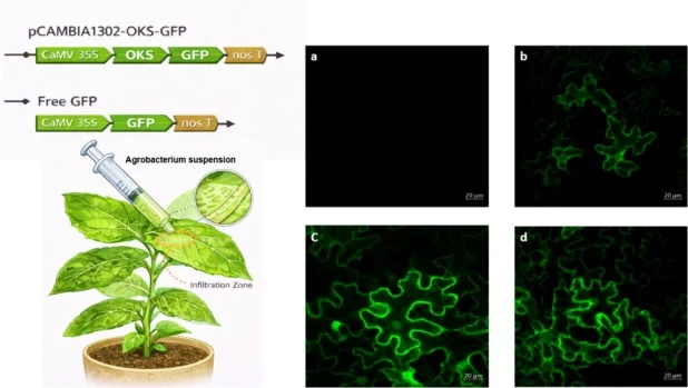 Transient expression strategy and subcellular localization of OKS in Nicotiana benthamiana. The diagram illustrates the pCAMBIA1302-based GFP fusion construct employed for agroinfiltration. Representative confocal micrographs show (a) untreated control leaf, (b) cytoplasmic (d) distribution of untar