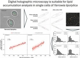 Digital holographic microscopy is suitable for lipid accumul
