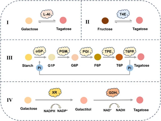 Schematic overview of the four biosynthetic routes to D-tagatose. Ⅰ. Structural isomerization by L-arabinose isomerase (L-AI). Ⅱ. Epimerization by Tagatose-4-Epimerase (T4E). Ⅲ. Phosphorylation/dephosphorylation pathway employing α-glucan phosphorylase (αGP), phosphoglucomutase (PGM), phosphoglucose
