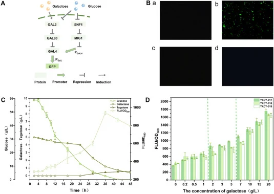 Validation of the high-throughput screening mechanism for tagatose. A. Schematic diagram of the fluorescence response mechanism of the screening strain. B. Fluorescence response characteristics of the screening strain cultured in different galactose structural analogues (a. glucose b. galactose c. g