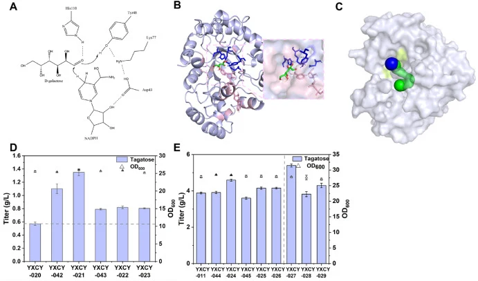 Molecular Engineering of SsXR. A. Schematic diagram of the SsXR catalytic mechanism. B. Schematic diagram of molecular docking between SsXR and galactose. (Green: Galactose; Pink: NADPH; Blue: Catalytic tetrad residues His-Tyr-Lys-Asp; Light pink: Engineered sites) C. Prediction of SsXR substrate ch