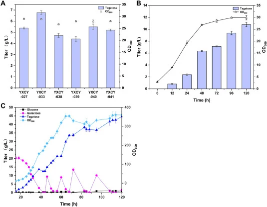Tagatose production by engineered strains. A. The D-tagatose yield of amino acid-supplemented (YXCY-033) and cofactor-engineered strains (strains YXCY-038, YXCY-039, YXCY-040, and YXCY-041 were constructed by chromosomal integration of the NOX, AOX, POS5, and ZWF1 genes, respectively) after 48-h fer