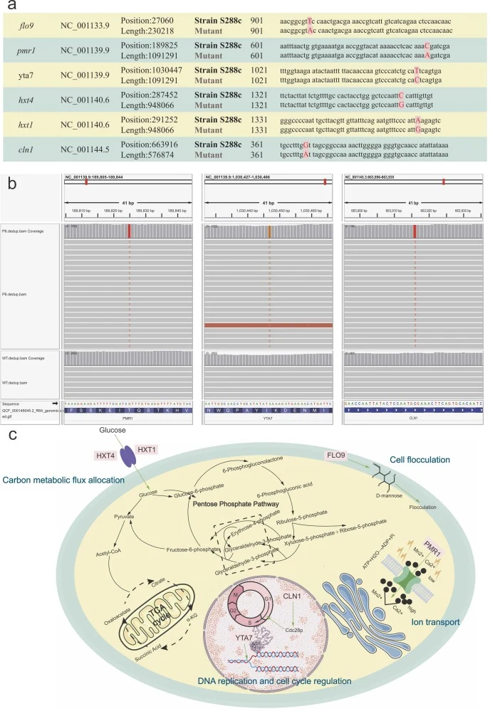 Elucidating the mutation mechanism of the superior osmotolerant strain based on molecular variations. a, Potential functional mutation sites identified in the best-performing osmotolerant strain obtained through radiation coupled with osmotic stress; b, Visual confirmation of the variations using th