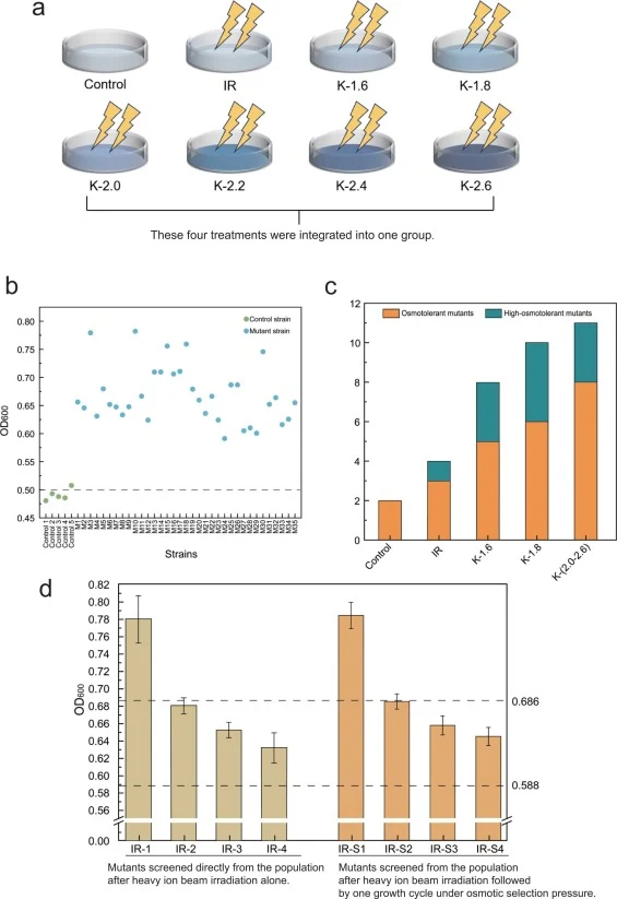 Breeding of osmotolerant mutants through HIB radiation coupled with transcriptional activation of osmotolerance-related genes. a, Schematic diagram of experimental grouping and treatments; b, Determination of biomass accumulation (OD600) for a total of 35 relatively superior osmotolerant mutants; c,