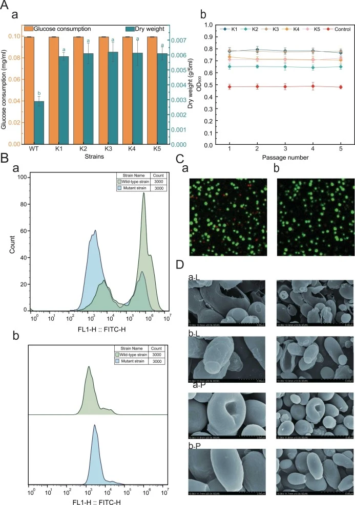 Phenotypic characterization of osmotolerant strains and cellular biological characteristics of a high-osmotolerant mutant. A, Determination of cellular dry weight and glucose consumption under osmotic stress conditions, which indicates the glucose-to-biomass conversion rate for each strain (a); the