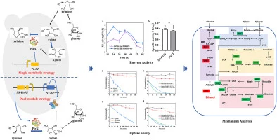 Dual-module engineering of Saccharomyces cerevisiae for effi