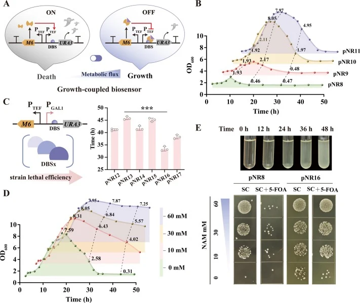 Implementation of the growth-coupled high-throughput screening platform. (A) The construction of growth-coupled biosensors; (B) Transcription intensity of the URA3 using four different promoters; (C) Effect of DNA-binding sites truncation length on counterselection efficiency; (D) Quantitative analy