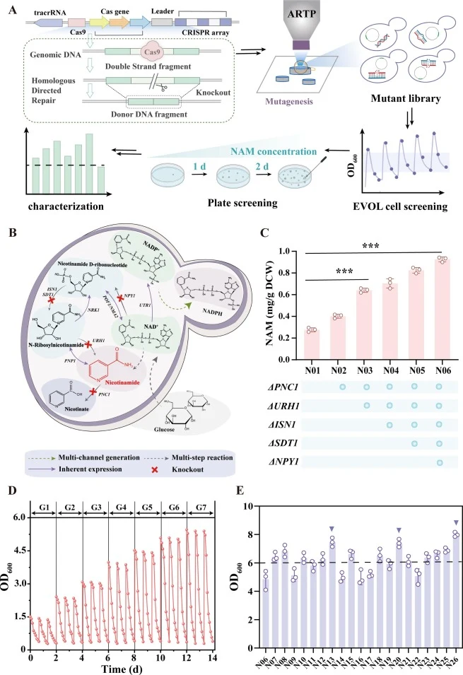 Development of a high-throughput screening platform based on a growth-coupled biosensor and EVOL cell culture system. (A) Schematic diagram of the high-throughput screening platform assisted by growth-coupled biosensors and the EVOL cell culture system; (B) Enhancement of the intracellular nicotinam