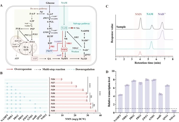 Modular metabolic engineering for enhanced nicotinamide mononucleotide production. (A) Schematic diagram of the modification of the nicotinamide mononucleotide biosynthetic pathway; (B) Impact of specific genetic modifications on nicotinamide mononucleotide production; (C) High-performance liquid ch